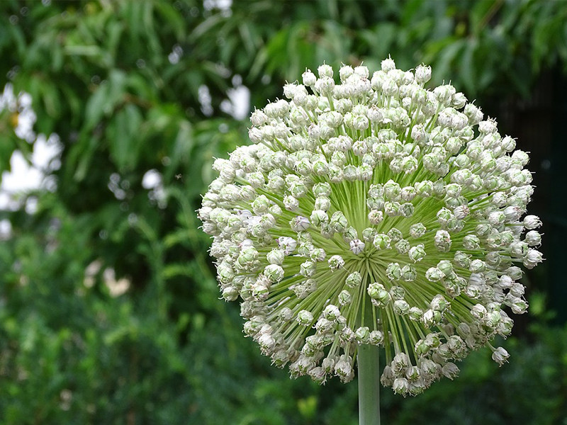 Leek Seeds